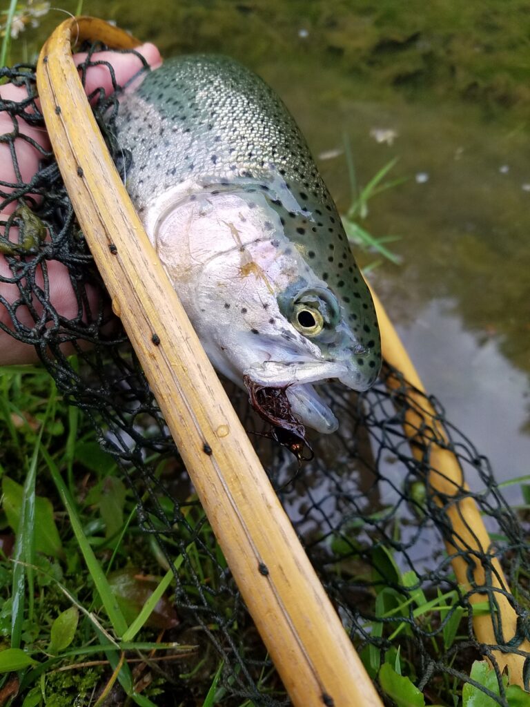 The Top 10 Fish Species to Target in Ohio | Briarwood Sporting Club