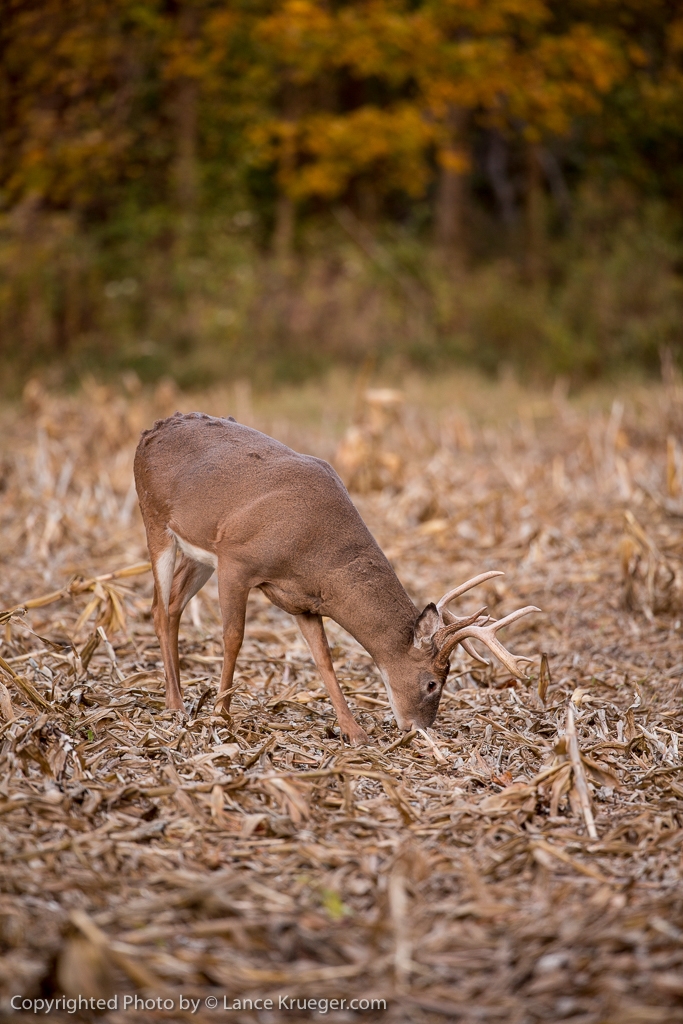 ohio trophy deer hunting state pic1 Why and How to Hunt Ohio for Trophy Whitetails