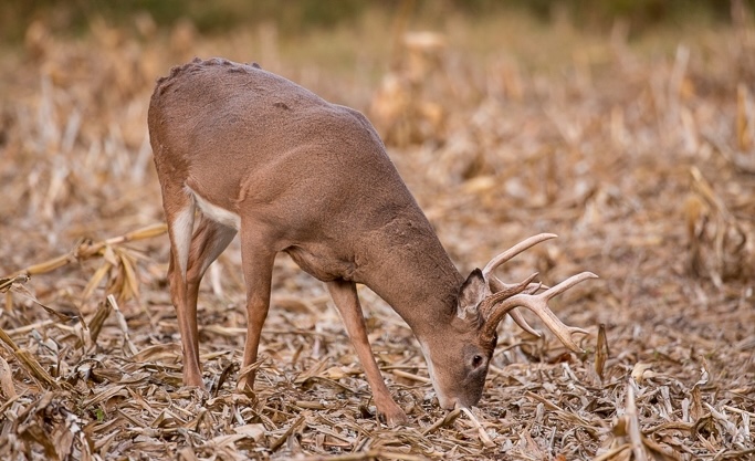 ohio trophy deer hunting state pic1 Why and How to Hunt Ohio for Trophy Whitetails