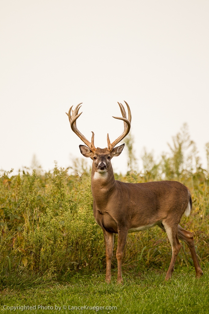 ohio trophy deer hunting state pic2 Copy Why and How to Hunt Ohio for Trophy Whitetails