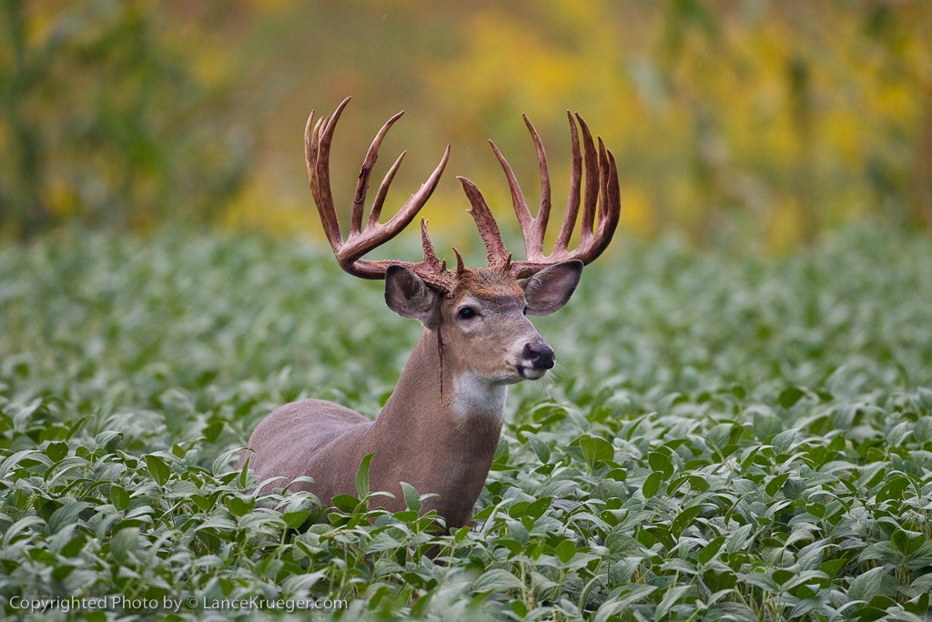 Deer in Soy field